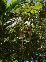 Cupaniopsis flagelliformis