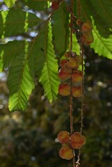 Cupaniopsis flagelliformis