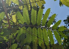 Cupaniopsis flagelliformis