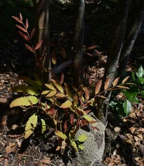 Cupaniopsis flagelliformis