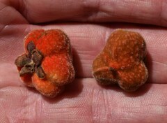 Cupaniopsis flagelliformis