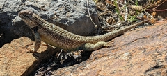 Sceloporus spinosus