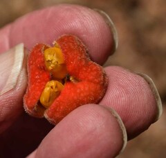 Cupaniopsis flagelliformis