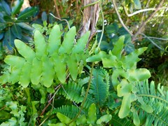 Lygodium reticulatum