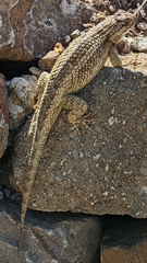 Sceloporus spinosus