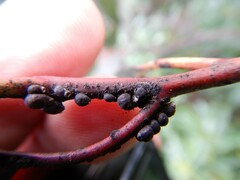 Eriococcus coriaceus