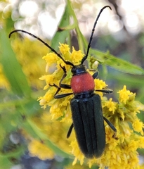 Mannophorus laetus