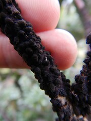 Eriococcus coriaceus