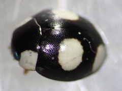 Hyperaspis silvestrii