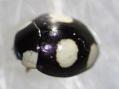 Hyperaspis silvestrii