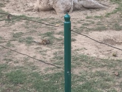 Funambulus pennantii