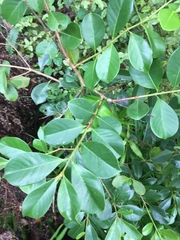 Psidium cattleyanum