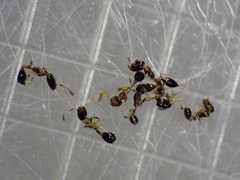 Monomorium floricola