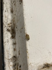 Piezodorus guildinii