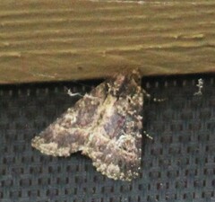 Condica albigera
