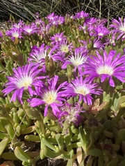 Disphyma crassifolium