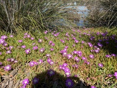 Disphyma crassifolium