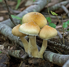 Psilocybe cubensis