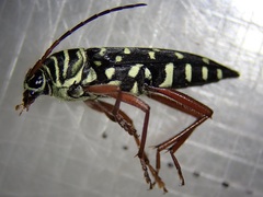 Placosternus crinicornis