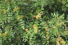 Zanthoxylum fagara