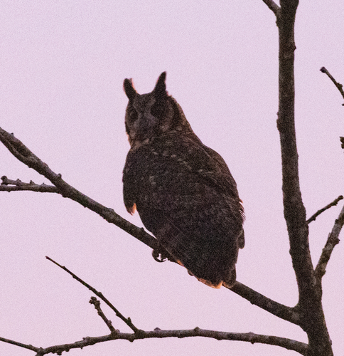 Madagascar Owl (Asio madagascariensis), photo 9