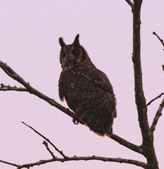Asio madagascariensis