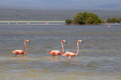Phoenicopterus ruber