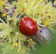 Cycloneda sanguinea