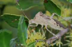 Hypselonotus punctiventris