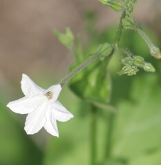 Nicotiana repanda