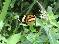 Placidina euryanassa