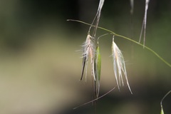 Avena barbata
