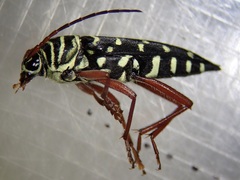 Placosternus crinicornis