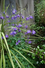 Aquilegia vulgaris