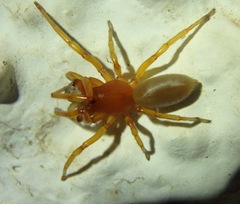 Dysdera