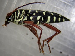 Placosternus crinicornis