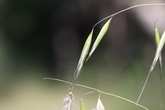 Avena barbata
