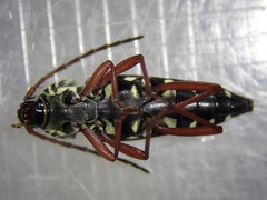 Placosternus crinicornis