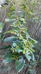 Rhamnus formosana