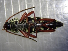 Placosternus crinicornis