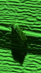 Spodoptera eridania