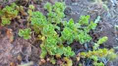 Alchemilla arvensis