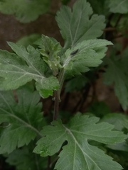 Chrysanthemum indicum