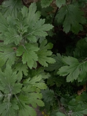 Chrysanthemum indicum