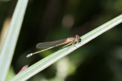 Xanthagrion erythroneurum