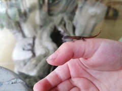 Sphaerodactylus graptolaemus