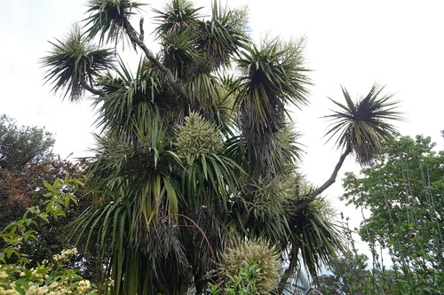 Another photo of Cabbage tree