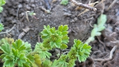 Alchemilla arvensis