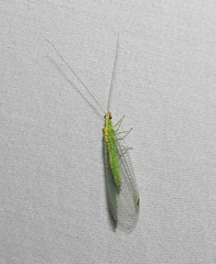 Apertochrysa edwardsi