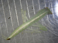 Tropidomantis kawaharai